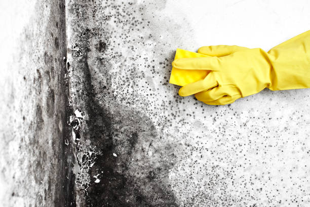 Best Industrial Mold Remediation in Tolono, IL