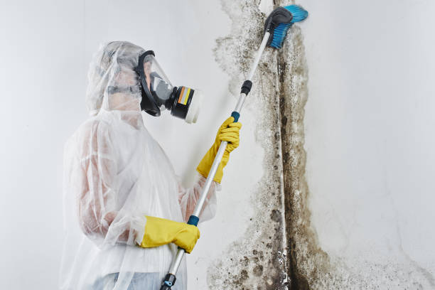 Best Mold Remediation for Specific Building Types in Tolono, IL