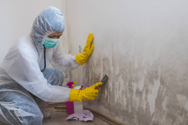 Best Crawl Space Mold Remediation in Tolono, IL
