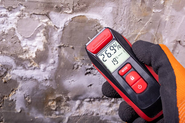 Best Commercial Mold Remediation in Tolono, IL